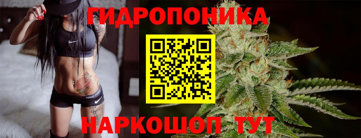 Шишки марихуана план  Шишки марихуана OG Kush  Конопля сатива  Коркино 